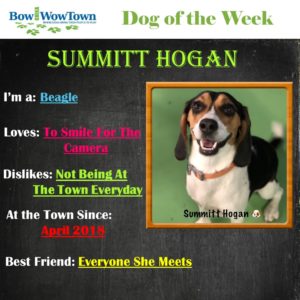 dog of the week